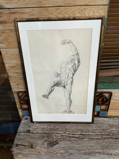 An original pencil on paper human musculature framed print, after Andreas Vesalius plate size 46 x 29cm