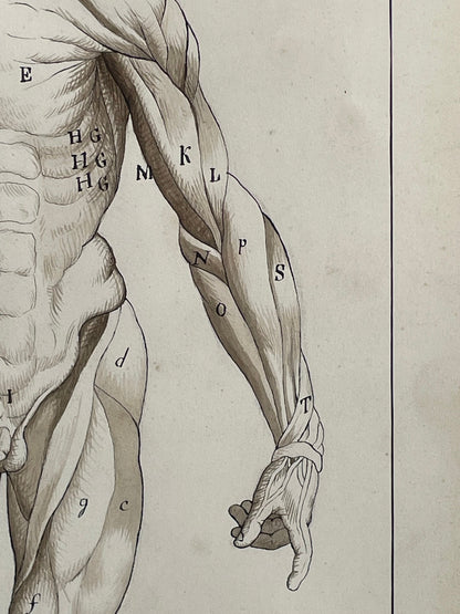 An original ink and wash on paper human musculature framed print, after Andreas Vesalius plate size 47 x 29cm