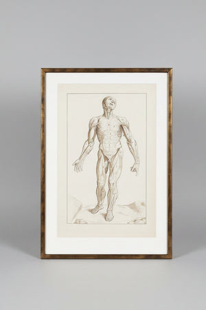 An original ink and wash on paper human musculature framed print, after Andreas Vesalius plate size 47 x 29cm