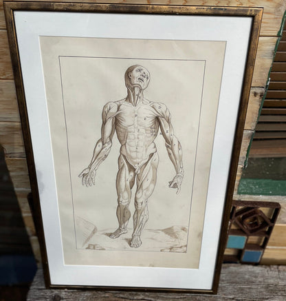 An original ink and wash on paper human musculature framed print, after Andreas Vesalius plate size 47 x 29cm