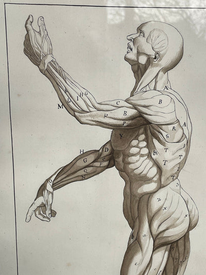 An original ink and wash on paper human musculature framed print, after Andreas Vesalius plate size 46 x 29cm