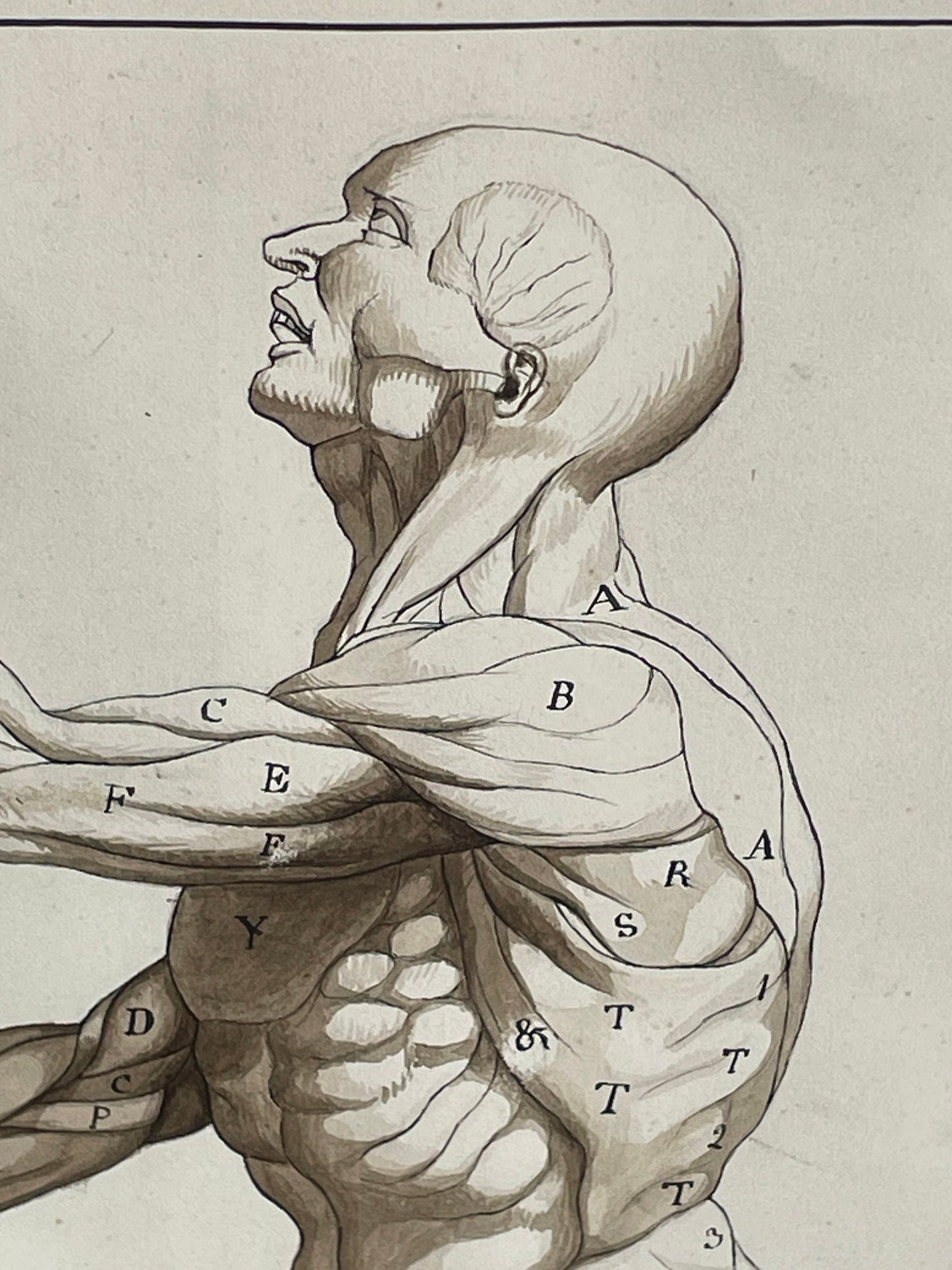 An original ink and wash on paper human musculature framed print, after Andreas Vesalius plate size 46 x 29cm