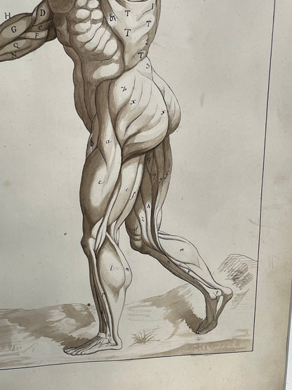 An original ink and wash on paper human musculature framed print, after Andreas Vesalius plate size 46 x 29cm