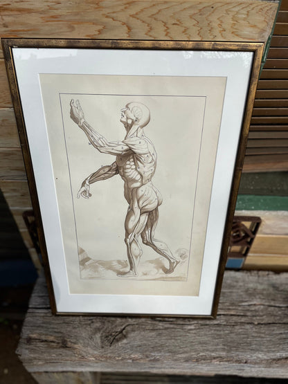 An original ink and wash on paper human musculature framed print, after Andreas Vesalius plate size 46 x 29cm