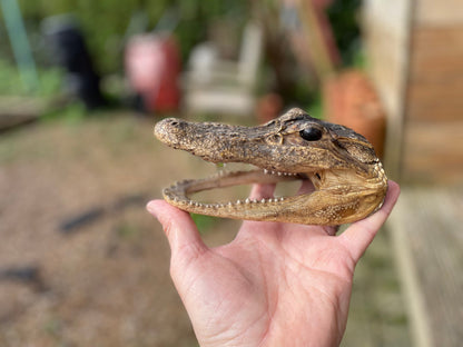 Alligator's head - composite model of an alligator's head