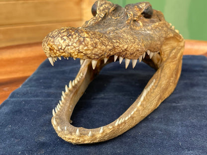Alligator's head - composite model of an alligator's head