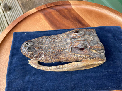 Alligator's head - composite model of an alligator's head