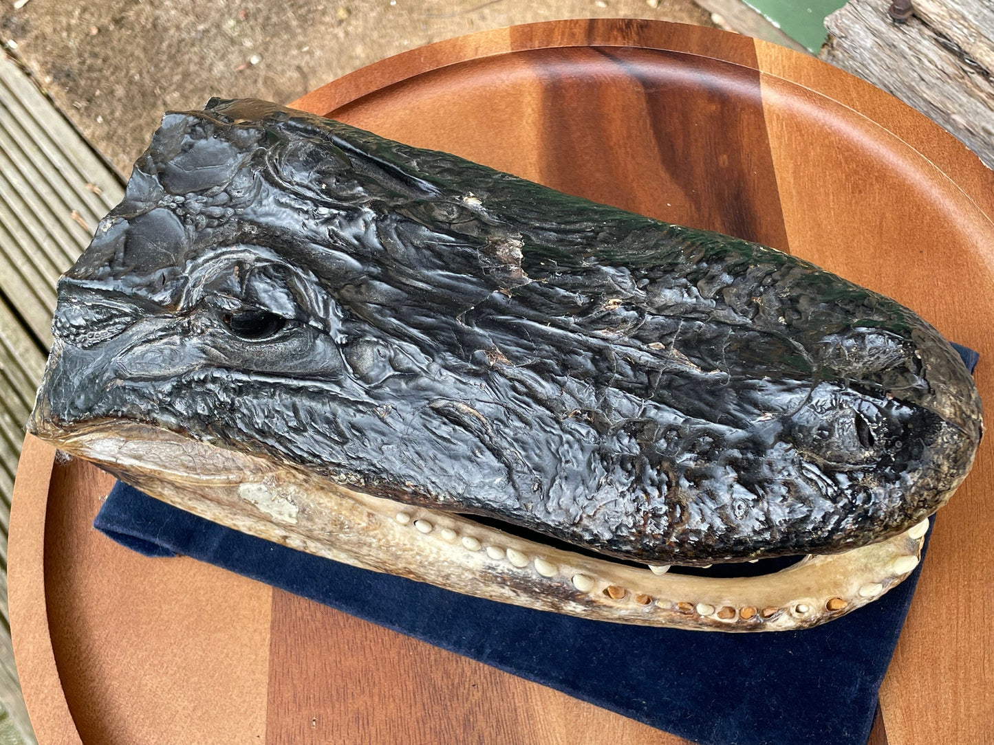 Alligator's head - composite model of an alligator's head with glass eyes 28cm long