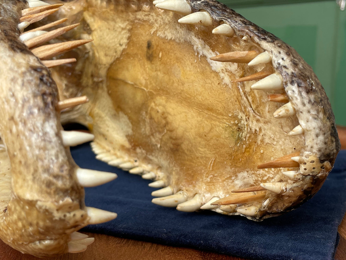 Alligator's head - composite model of an alligator's head with glass eyes 28cm long