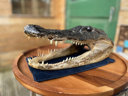 Alligator's head - composite model of an alligator's head with glass eyes 28cm long