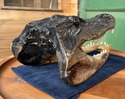 Alligator's head - composite model of an alligator's head with glass eyes 28cm long