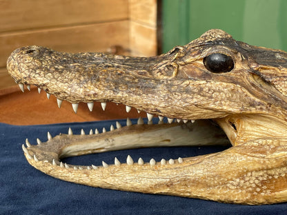 Alligator's head - composite model of an alligator's head