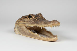 Alligator's head - Realistic Composite Alligator Head Model – 16cm Long, Curio Collector’s Piece