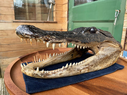 Alligator's head - composite model of an alligator's head with glass eyes 28cm long