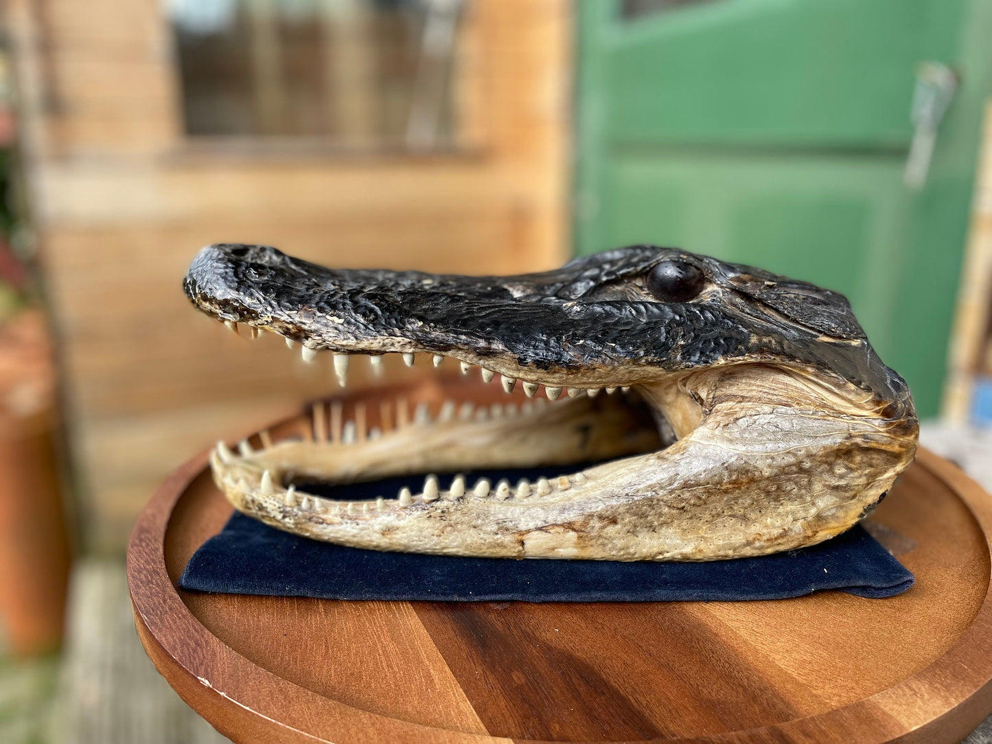 Alligator's head - composite model of an alligator's head with glass eyes 28cm long