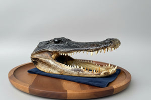 Alligator Head Replica Taxidermy Style – Crocodile Skull Model Display Curio Natural History Decor Gothic Interior Piece