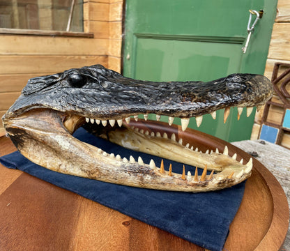 Alligator's head - composite model of an alligator's head with glass eyes 28cm long