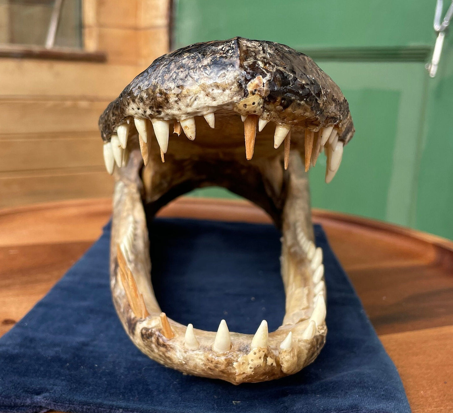 Alligator's head - composite model of an alligator's head with glass eyes 28cm long