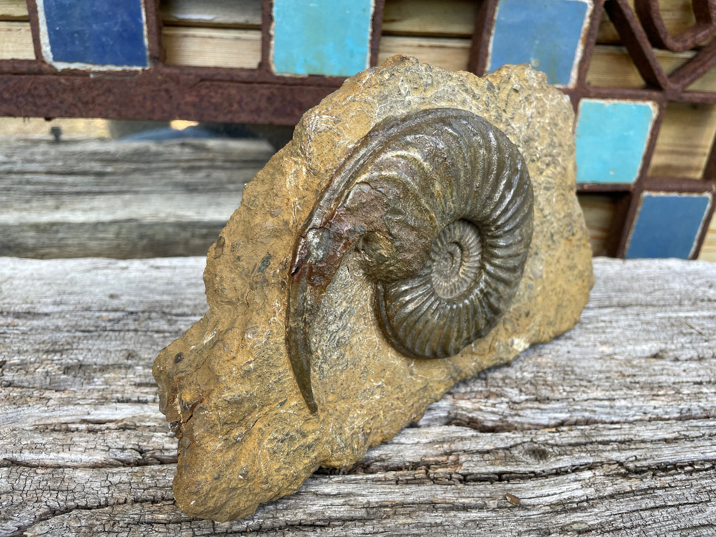 Jurassic period ammonite fossil , Lincolnshire, England  W20cm