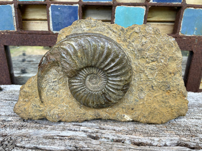 Jurassic period ammonite fossil , Lincolnshire, England  W20cm