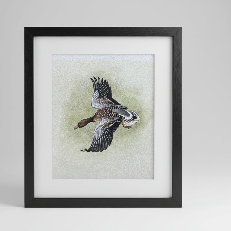 An original Herbert Ahier watercolour on paper of a duck in flight 19x19cm