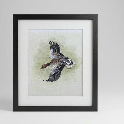 An original Herbert Ahier watercolour on paper of a duck in flight 19x19cm