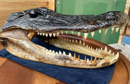 Alligator Head Replica Taxidermy Style – Crocodile Skull Model Display Curio Natural History Decor Gothic Interior Piece